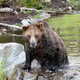 Grizzly bear climbs out of pond